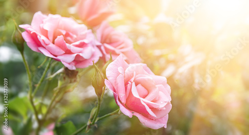 Beautiful rose flowers in garden