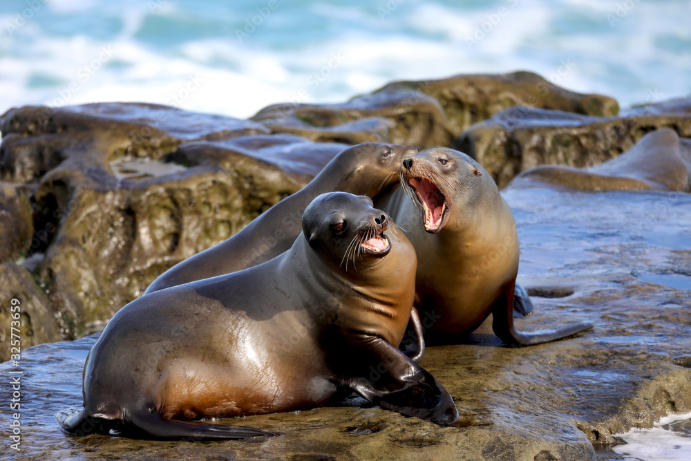Fototapeta premium I said NO! Seals by the ocean