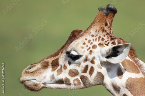 Photography Side view of a giraffe