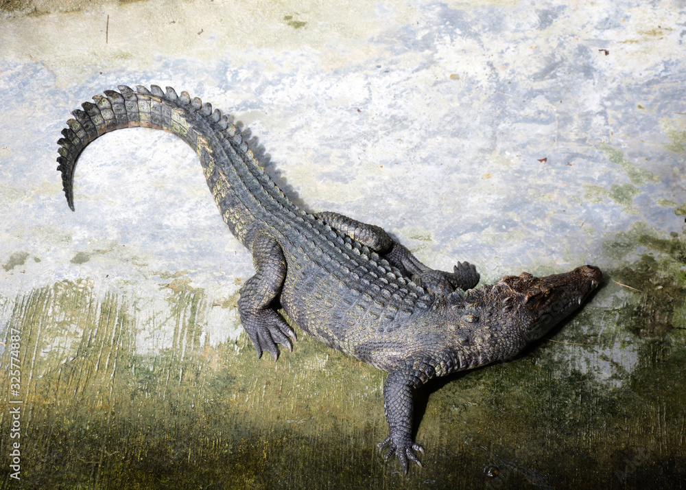 Obraz premium Crocodile on concrete floor top view. Photo image.
