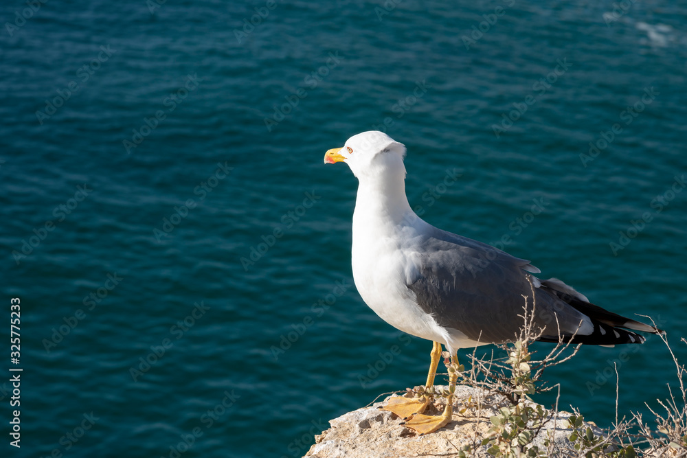 a seagull on a rocky seashore, close up a seagull on a rocky seashore, close up