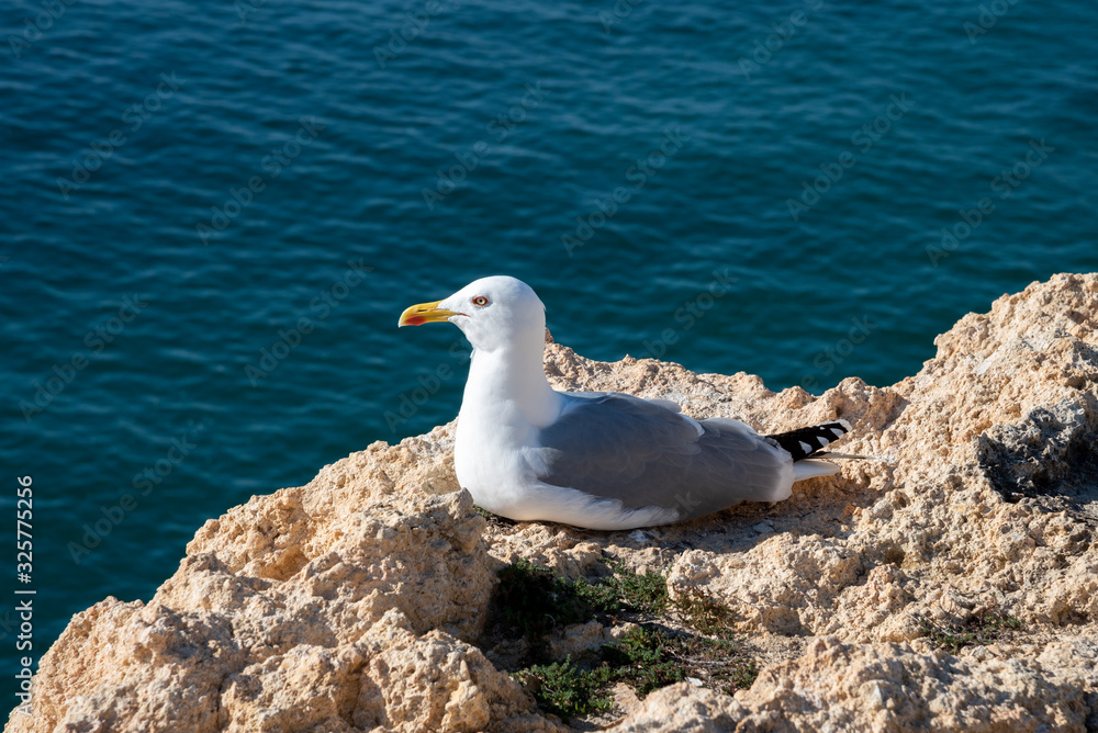 a seagull on a rocky seashore, close up a seagull on a rocky seashore, close up