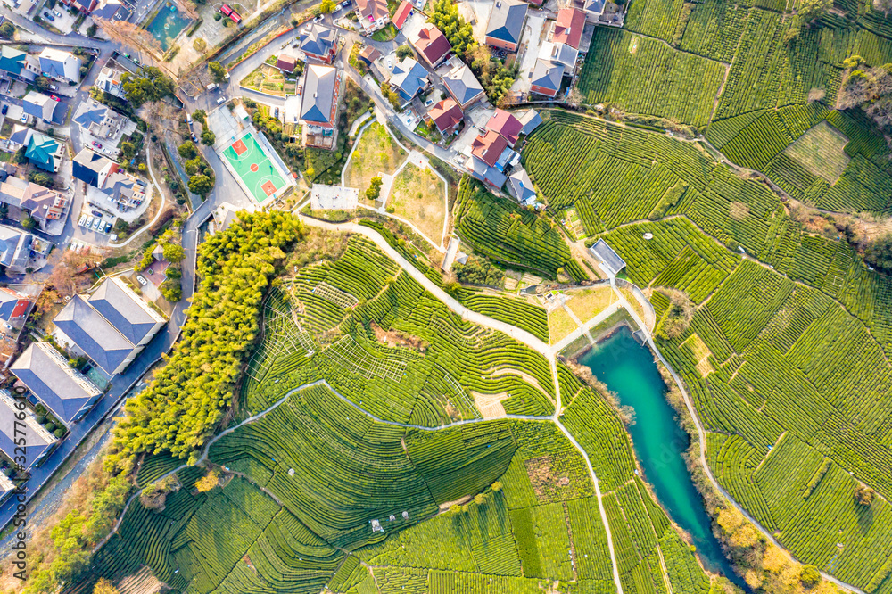 Obraz premium tea plantation