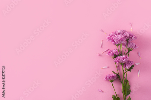 Purple chrysanthemum and petals on pink background. Copy space