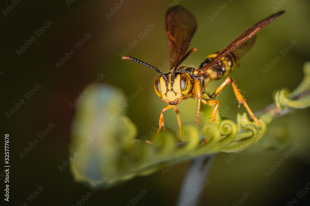 Fototapeta premium Vespa