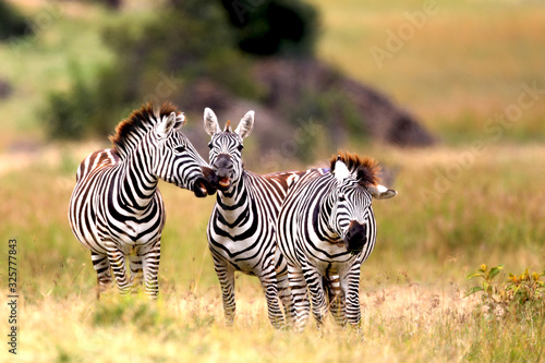 Kissing zebras in Africa