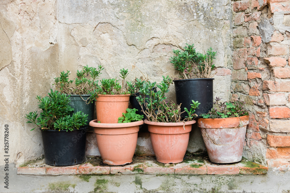 Close-up of flower pots by the rustic wall