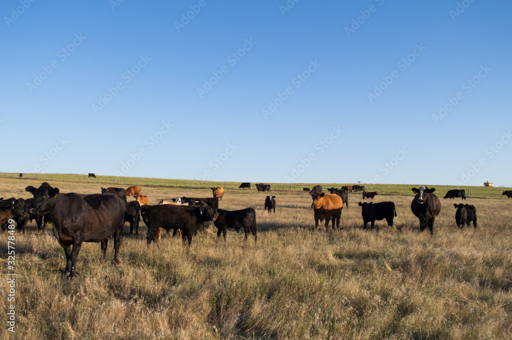 Herd of cows grazing Herd of cows grazing