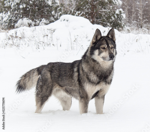 dog on a background of white snow