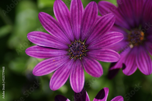 margarita de color malva