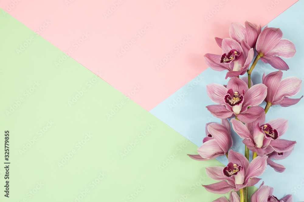 luxurious Pink branch of Cymbidium Orchid on a pink and blue background. postcard luxurious Pink branch of Cymbidium Orchid on a pink and blue background. postcard