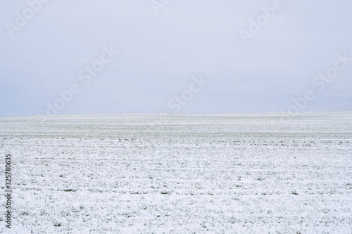 Wheat field covered with snow in winter season. Winter wheat. Green grass, lawn under the snow. Harvest in the cold. Growing grain crops for bread. Agriculture process with a crop cultures.