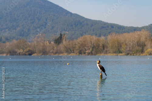The great cormorant (Phalacrocorax carbo) in Banyoles lake, catalonia, spain