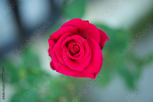 Beautiful red roses flower in the garden