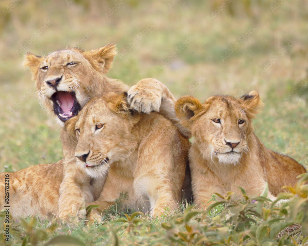 Now that was funny! Three young lions. Now that was funny! Three young lions.