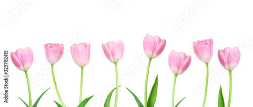  Pink Tulips flowers in a row  isolated on white background. Happy Easter and Mother   s Day concept.