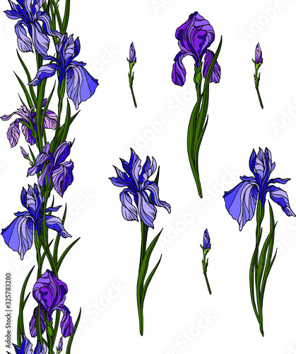 Vector set with blue hand drawn iris flowers with buds and green leaves. Seamless line floral ornament. Isolated on white elements for design cards, posters, invitations, textile.