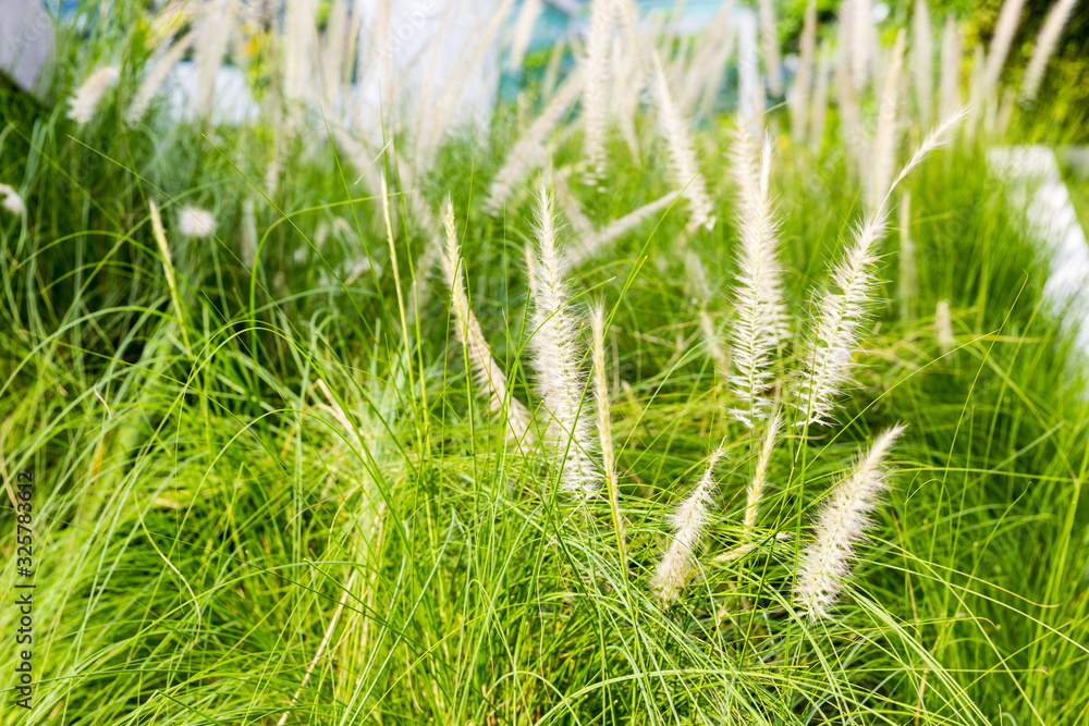 Green cereal on a grain field in spring, field of grass Green cereal on a grain field in spring, field of grass