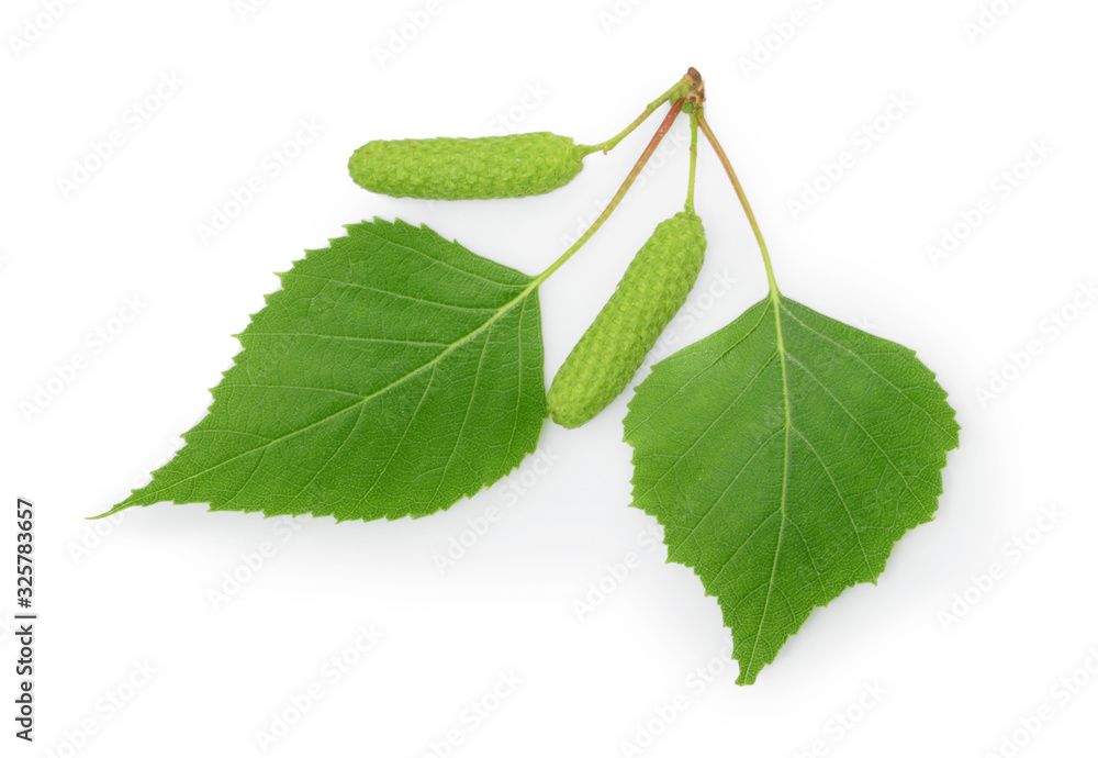 Obraz premium Liście brzozy na białym tle