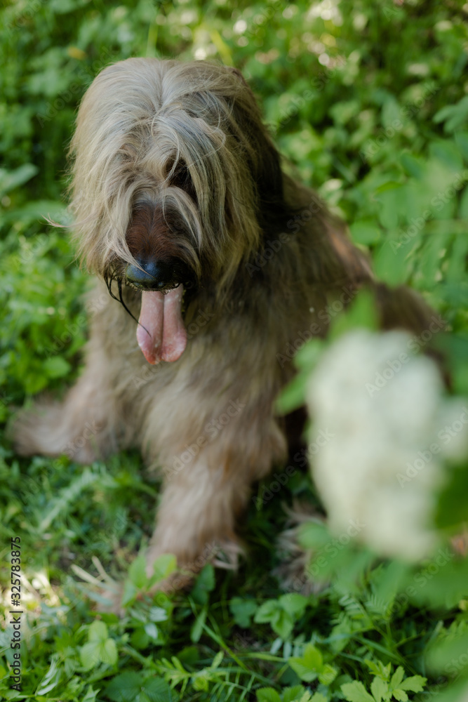 A shepherd dog, briar of 3 years old is playing in the park on the green grass in summer. A shepherd dog, briar of 3 years old is playing in the park on the green grass in summer.