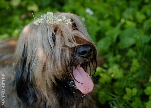 A shepherd dog, briar of 3 years old is playing in the park on the green grass in summer. photo