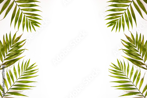  Palm leaves border isolated on white. Fresh exotic tree foliage, paradise beach, summer vacation and holiday concept