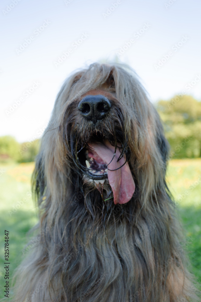 A shepherd dog, briar of 3 years old is playing in the park on the green grass in summer.