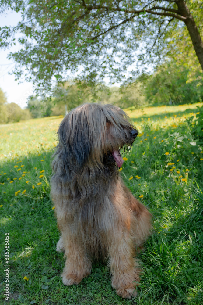 A shepherd dog, briar of 3 years old is playing in the park on the green grass in summer. A shepherd dog, briar of 3 years old is playing in the park on the green grass in summer.