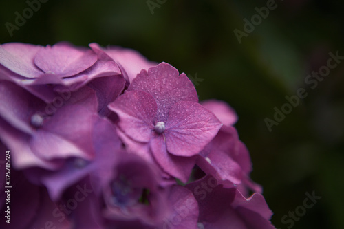 Hortensia con gotas de rocío 