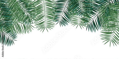 Palm leaves illustration