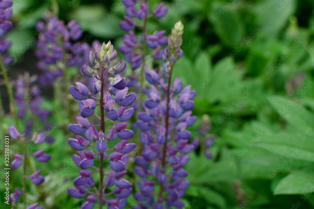 Lupinus or lupine flower close up with blurred background Lupinus or lupine flower close up with blurred background