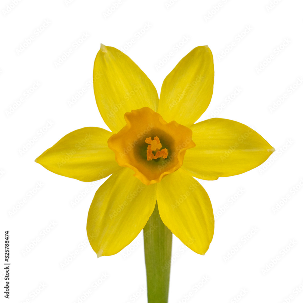 Close up front view of single daffodil, isolated on white background. Close up front view of single daffodil, isolated on white background.