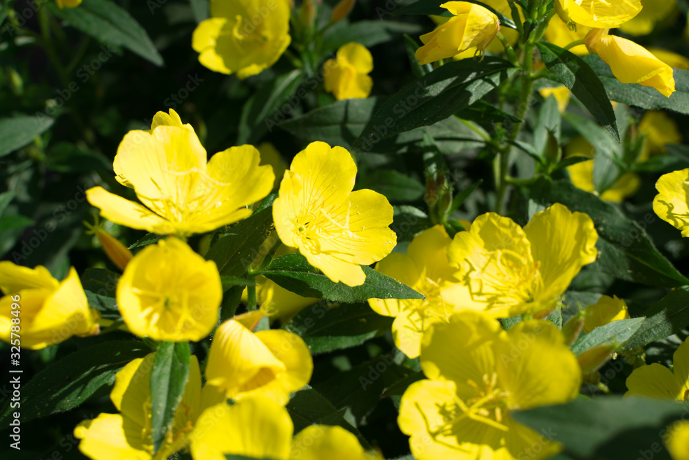 Yellow flowers of Oenothera, evening primrose, suncups or sundrops Yellow flowers of Oenothera, evening primrose, suncups or sundrops