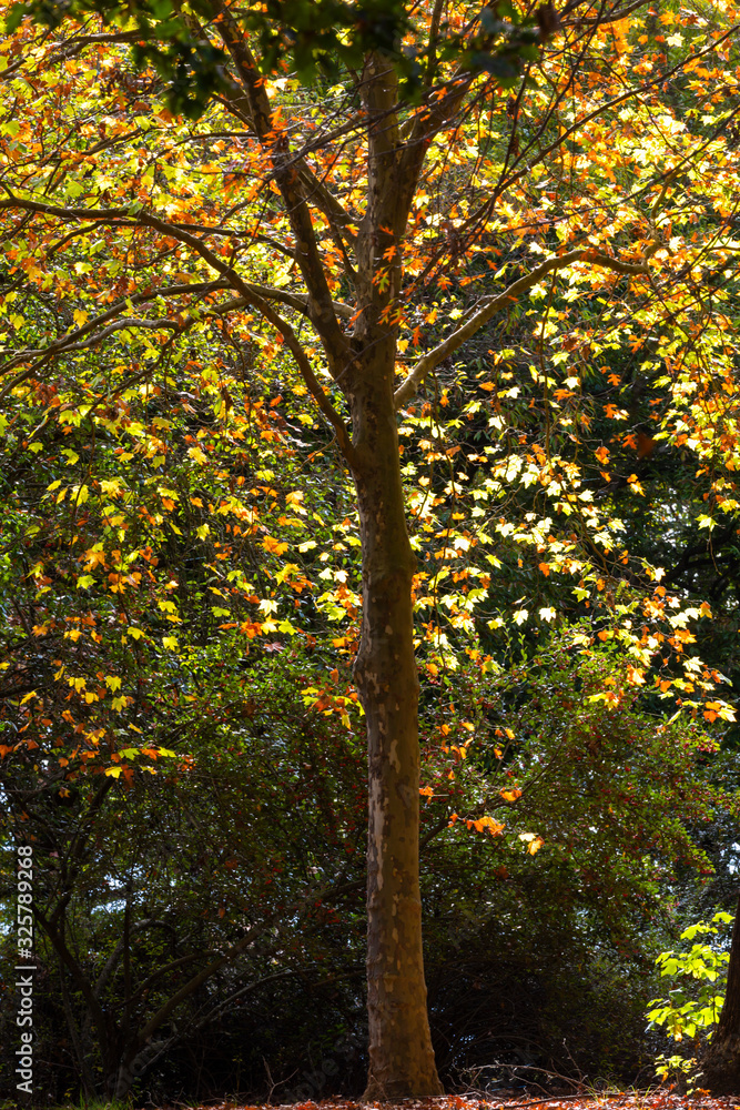 Yellow and orange autumn colored leaves in the tree