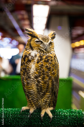 Eagle Owl/An eagle owl