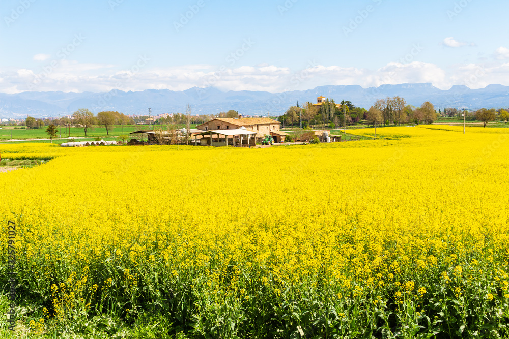Rapeseed fields in bloom in the middle of the Osona rural valley, Malla, Catalonia, Spain