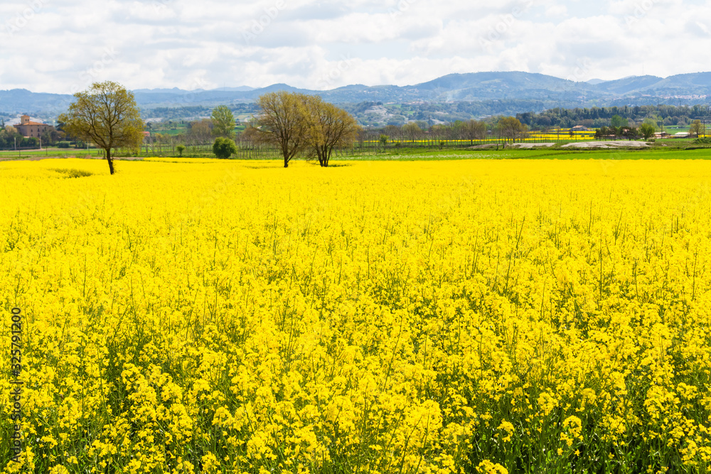 Extensions of blooming rapeseed fields that stain the landscape yellow. Malla, Catalonia, Spain.