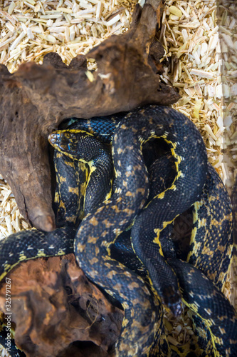 rattlesnake, Diamondback rattle snake photo