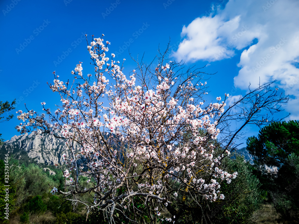 White almond tree flowers with blue sky background and white clouds White almond tree flowers with blue sky background and white clouds