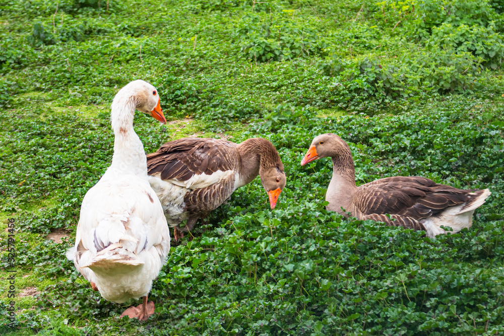Family of geese one of white and two browns enjoying a sunny day in a green field.