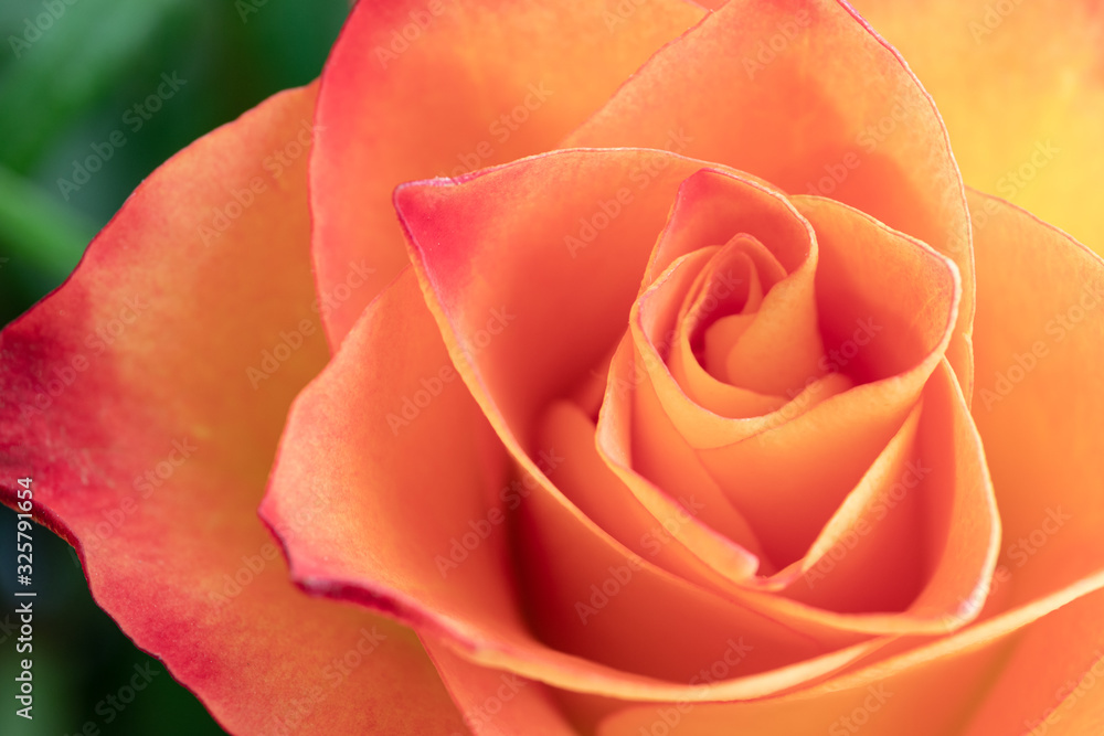 Beautiful orange rose