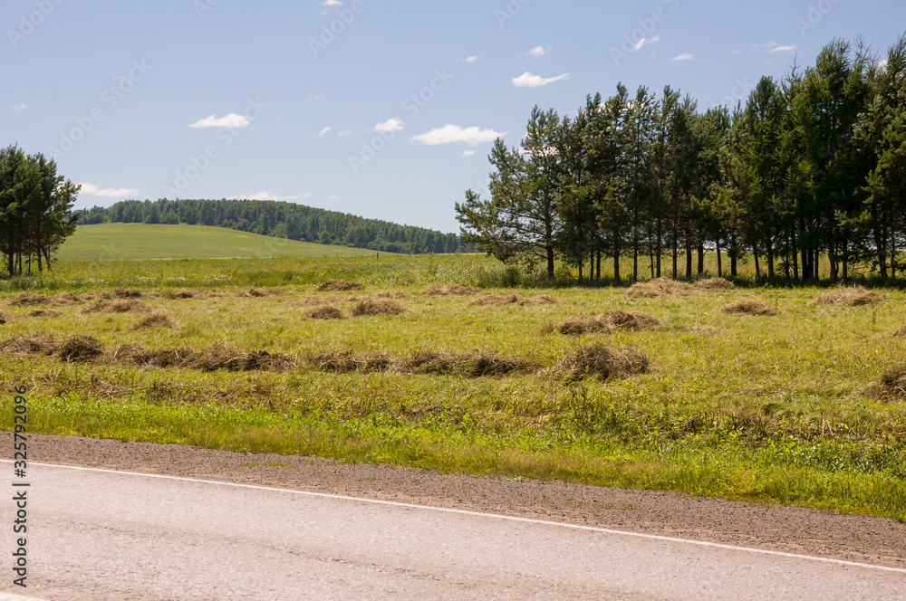 Fototapeta premium There are many stacks around. Meadow in the summer. Dry plants around. Asphalt road. Gold and green colors. Dark green forest far away. Blue heaven with tiny white clouds above