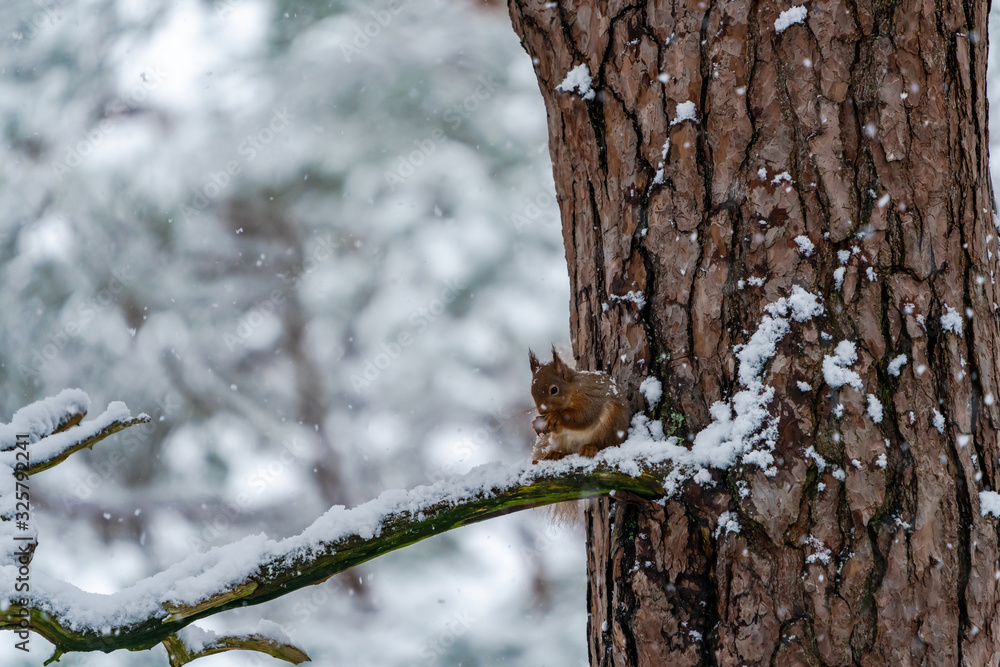 Red Squirrel (Sciurus vulgaris) on snow covered tree branch in Scottish forest - selective focus Red Squirrel (Sciurus vulgaris) on snow covered tree branch in Scottish forest - selective focus