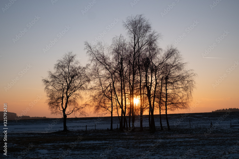 sunset between trees