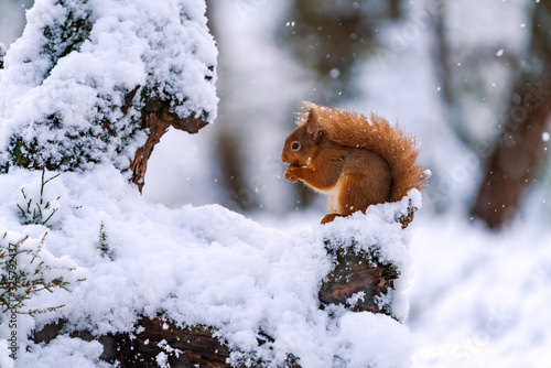 Red Squirrel (Sciurus vulgaris) on snow covered tree in Scottish forest - selective focus photo