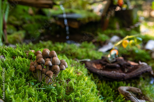 A closeup macro shot with selective focus on a small cluster of magical mushrooms decorating the forest floor with green moss and blurry waterfall © Valmedia