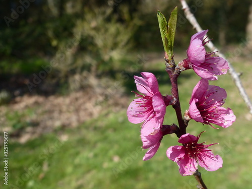 simplicité de printemps