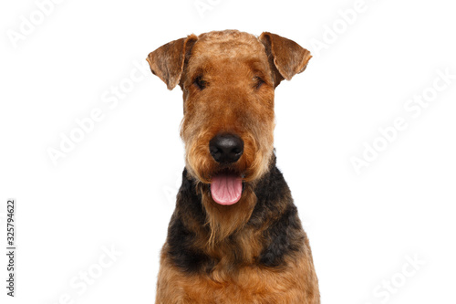 Closeup Portrait of Airedale Terrier Dog Happy looking at camera,on Isolated White Background