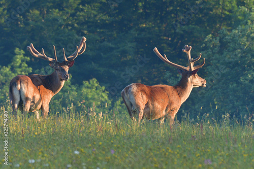 Stag deer with growing antler to rest on the grass in spring 