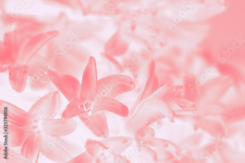Coral pink gradient abstract background with hyacinth flower pattern